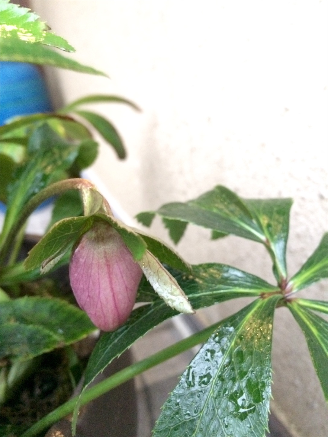 f:id:m-hatch:20160220215457j:image f:id:m-hatch:20160220215457j:image