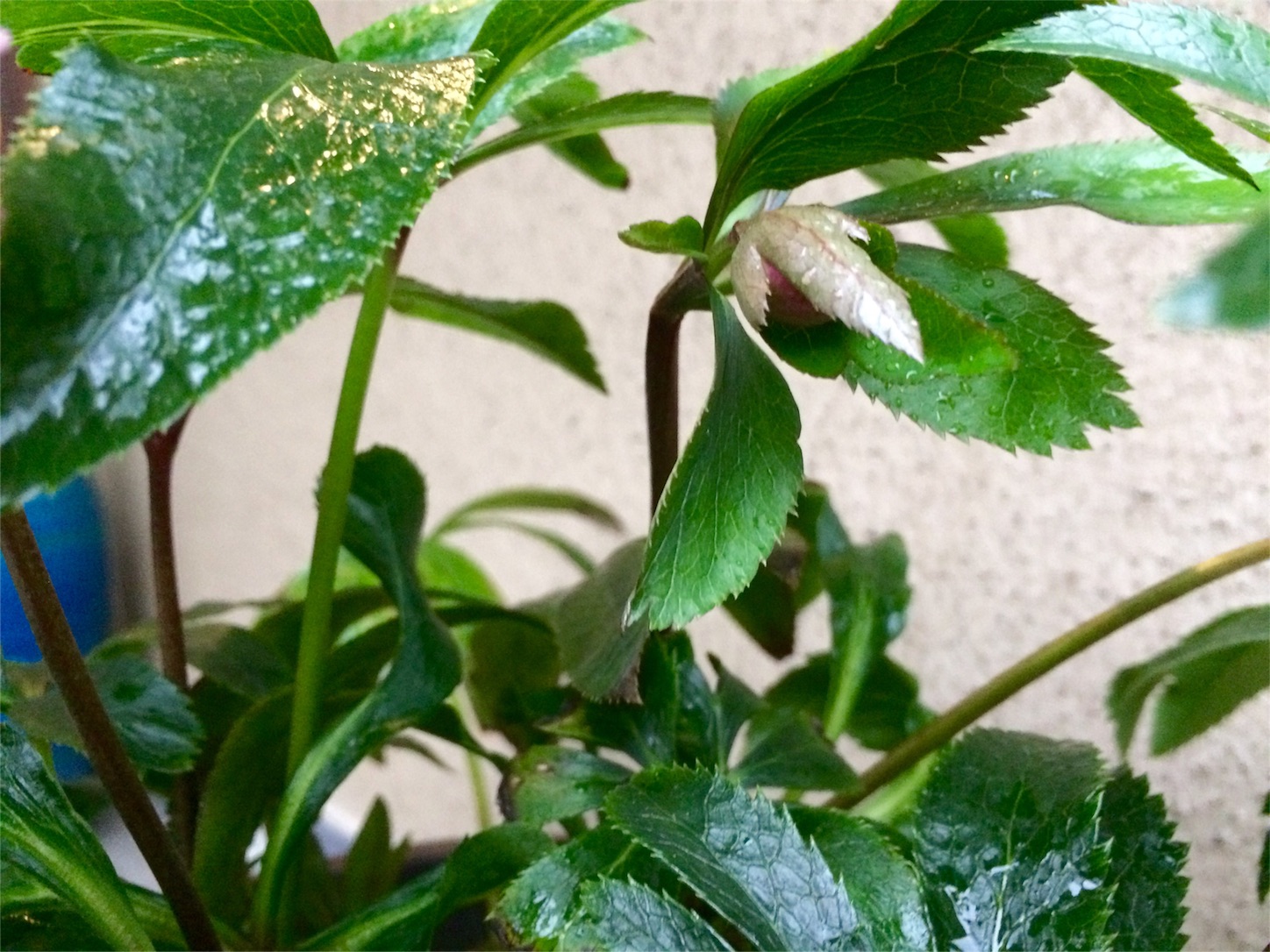 f:id:m-hatch:20160220215549j:image f:id:m-hatch:20160220215549j:image