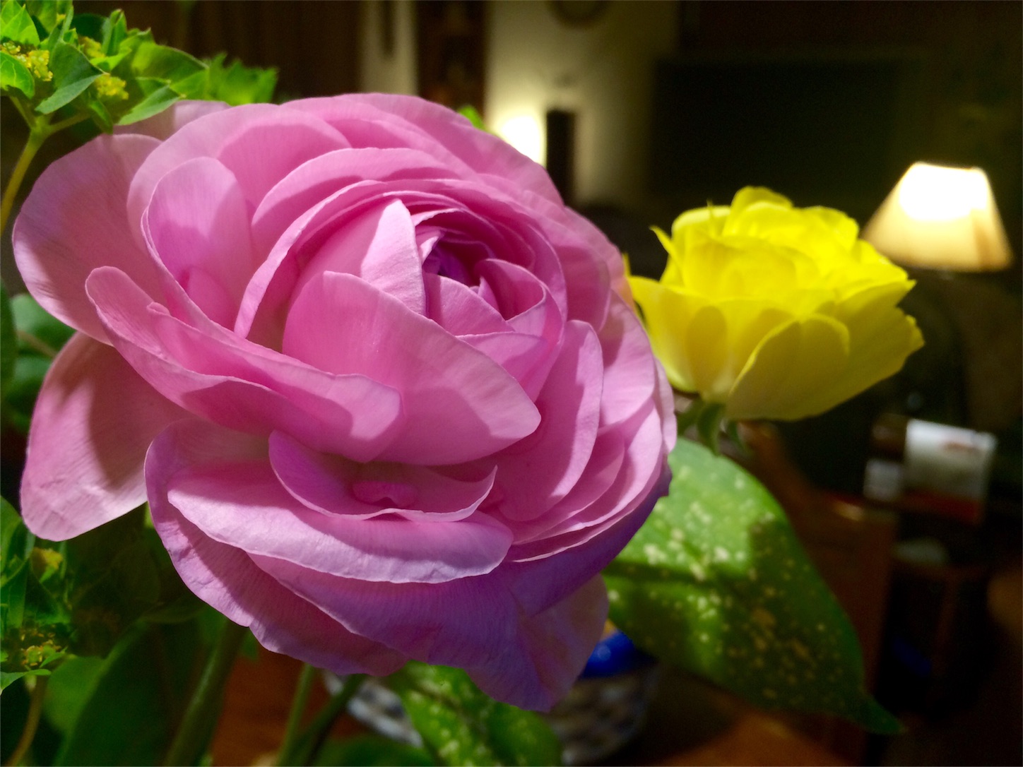 f:id:m-hatch:20160222220638j:image f:id:m-hatch:20160222220638j:image