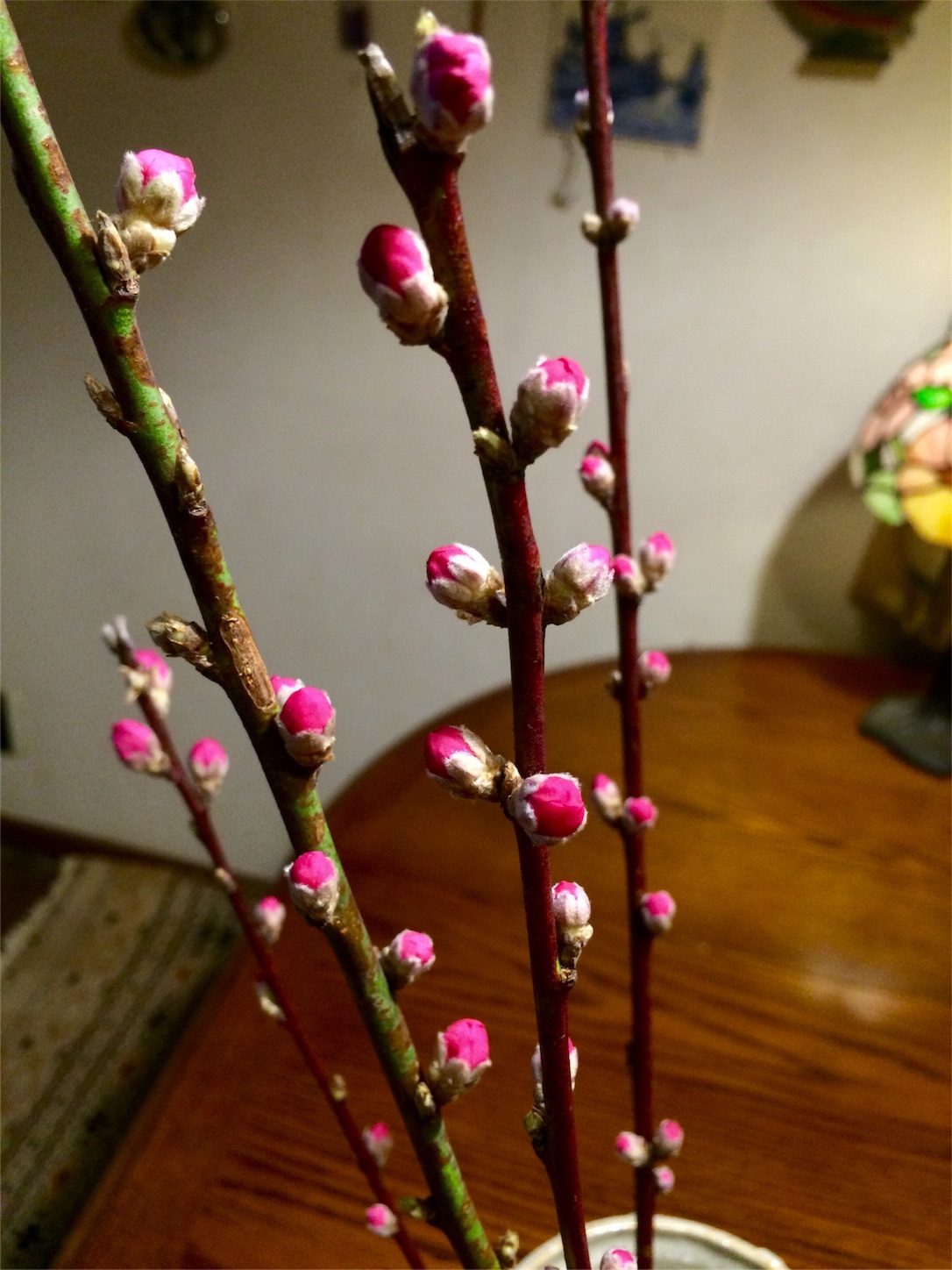 f:id:m-hatch:20160224000422j:image f:id:m-hatch:20160224000422j:image