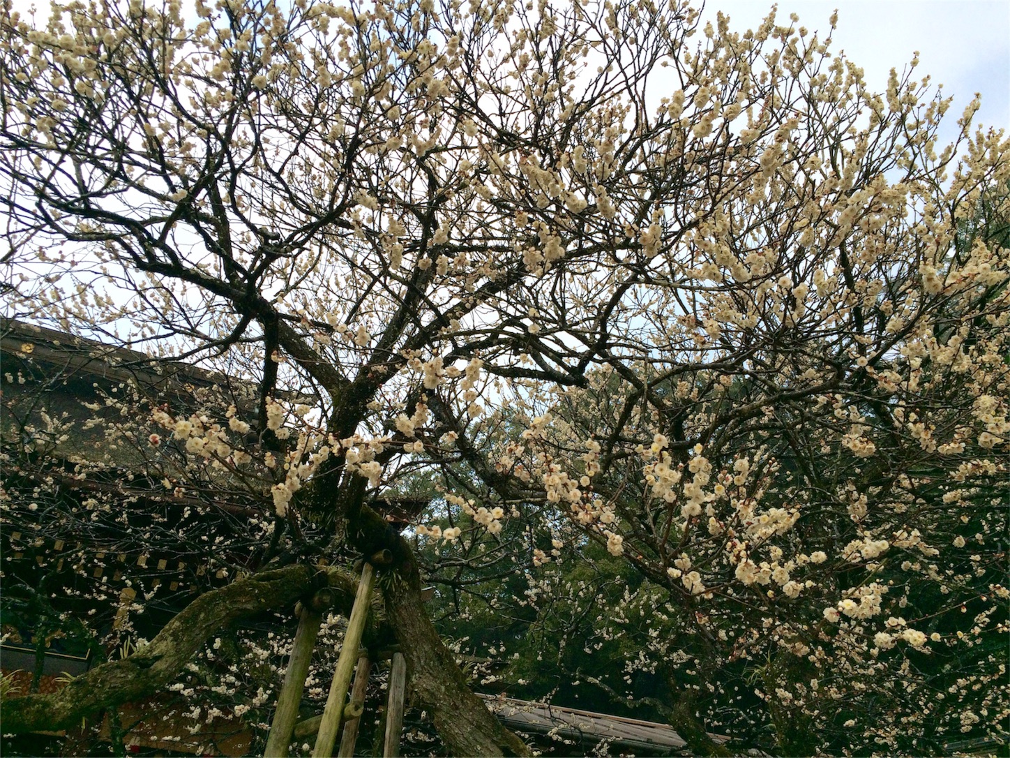 f:id:m-hatch:20160227232635j:image f:id:m-hatch:20160227232635j:image
