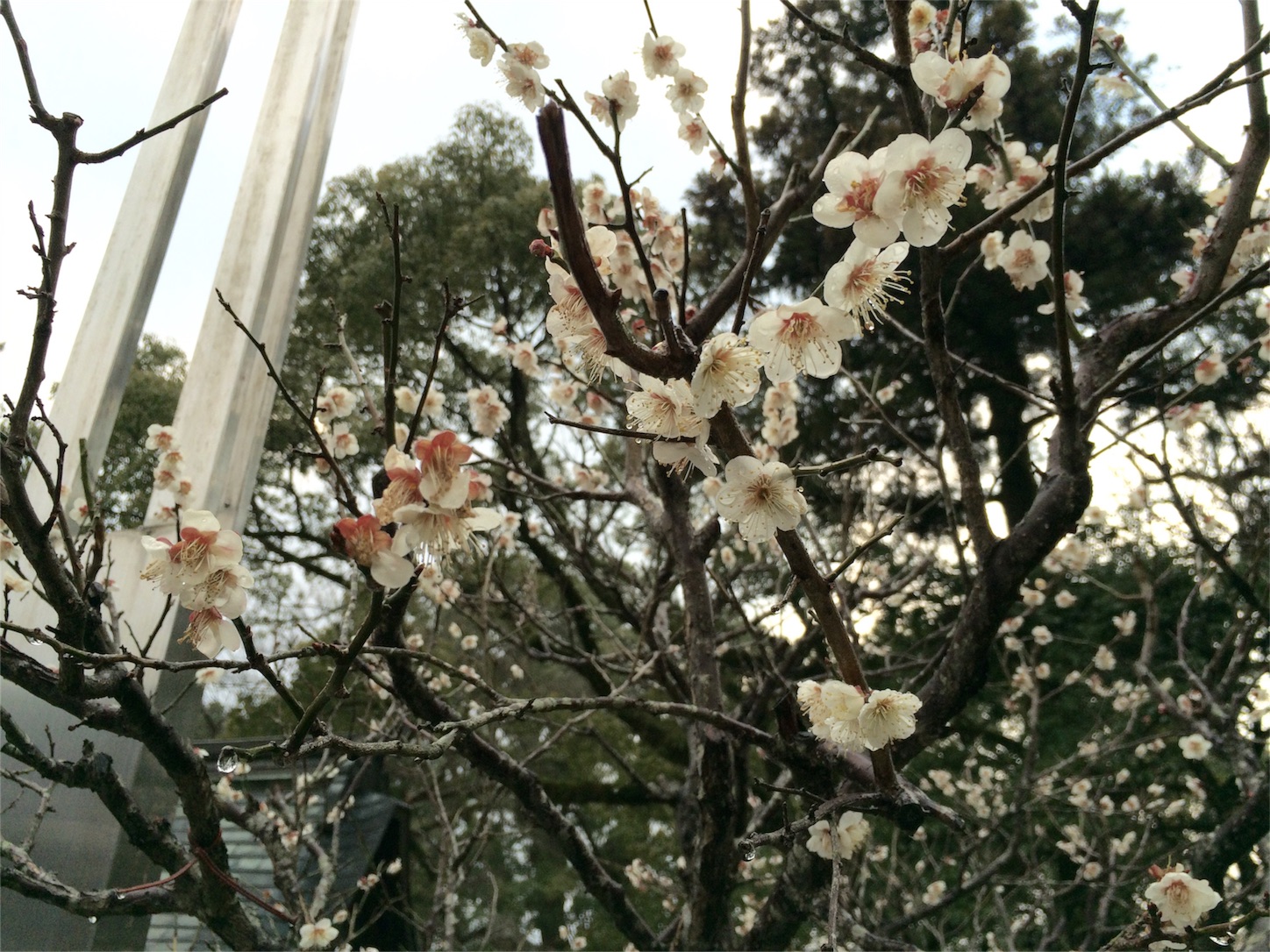 f:id:m-hatch:20160227232710j:image f:id:m-hatch:20160227232710j:image