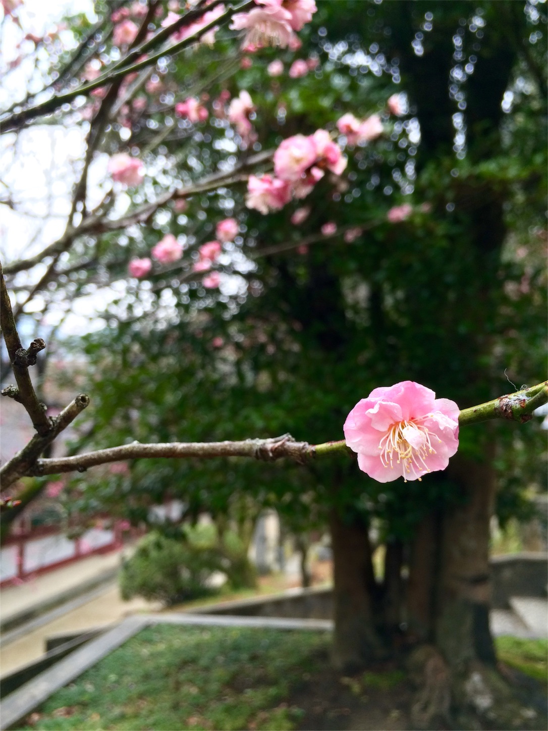 f:id:m-hatch:20160227232754j:image f:id:m-hatch:20160227232754j:image