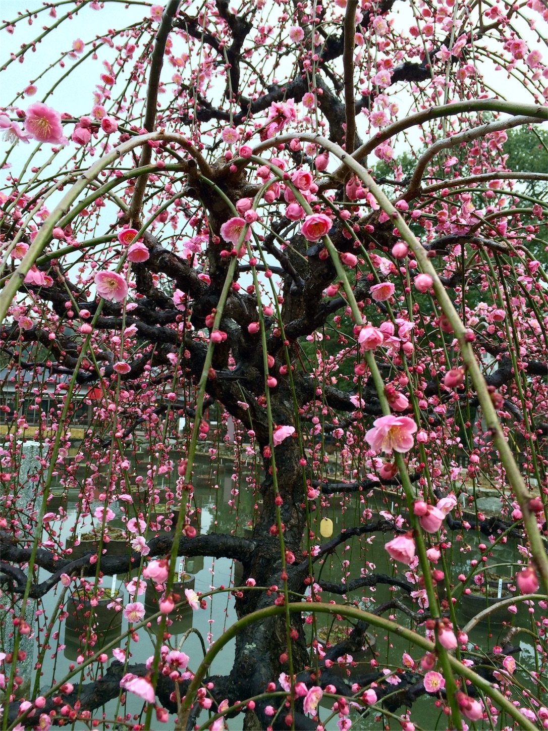 f:id:m-hatch:20160227232919j:image f:id:m-hatch:20160227232919j:image