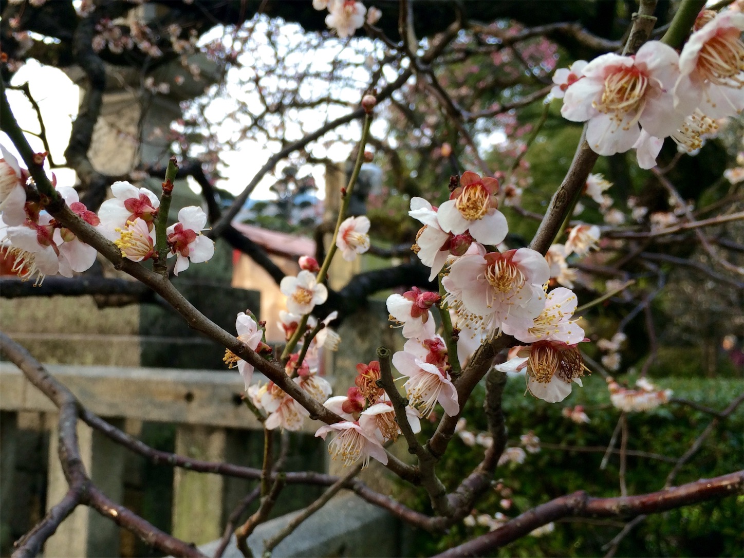 f:id:m-hatch:20160227233020j:image f:id:m-hatch:20160227233020j:image