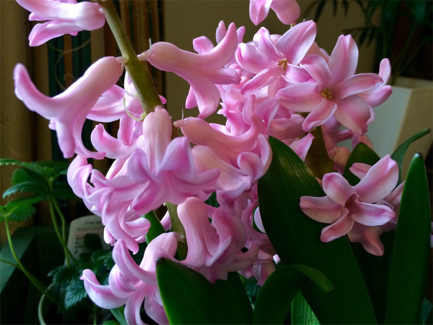 f:id:m-hatch:20160302211031j:image f:id:m-hatch:20160302211031j:image