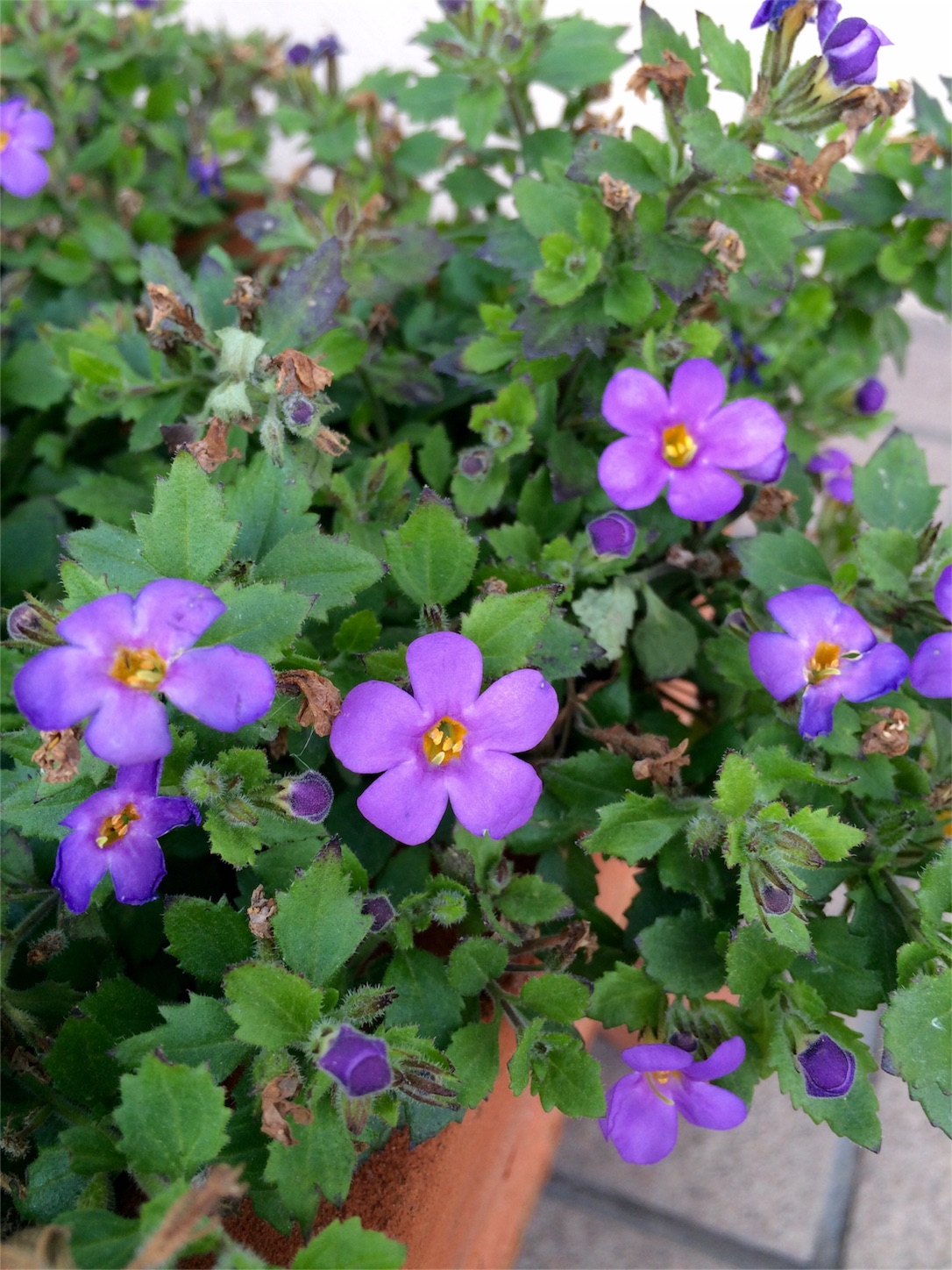 f:id:m-hatch:20160302212451j:image f:id:m-hatch:20160302212451j:image