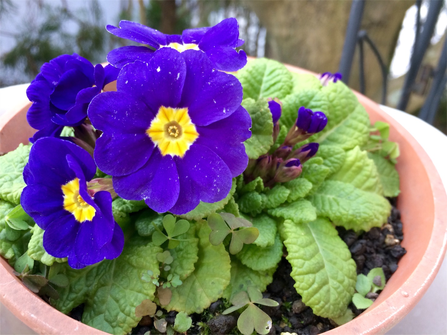 f:id:m-hatch:20160302215241j:image f:id:m-hatch:20160302215241j:image