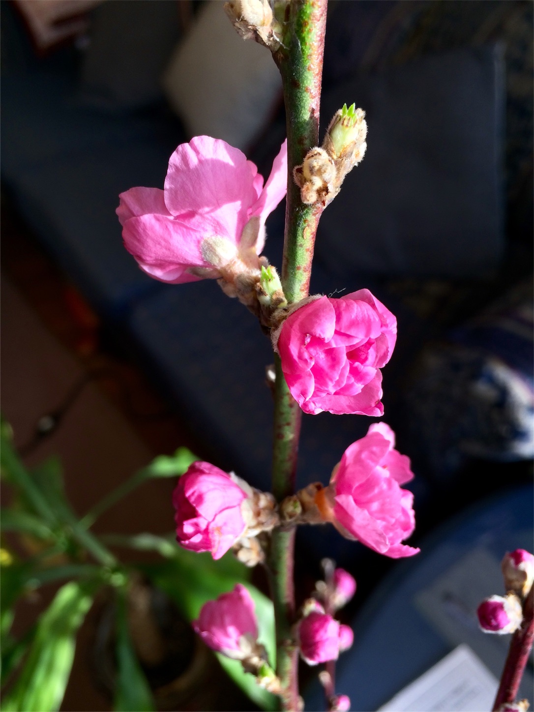 f:id:m-hatch:20160303220611j:image f:id:m-hatch:20160303220611j:image