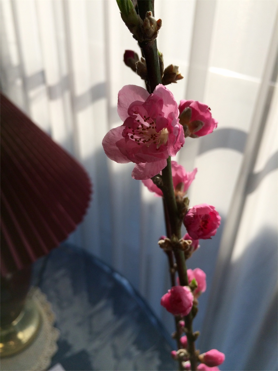 f:id:m-hatch:20160303220628j:image f:id:m-hatch:20160303220628j:image