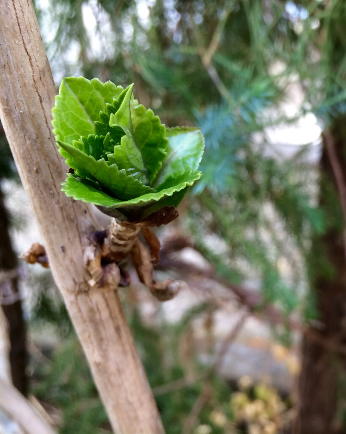f:id:m-hatch:20160303221041j:image f:id:m-hatch:20160303221041j:image