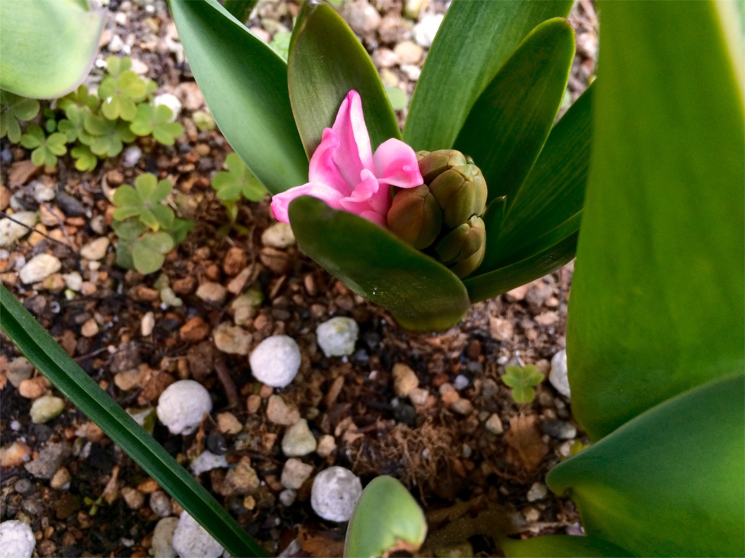 f:id:m-hatch:20160303221148j:image f:id:m-hatch:20160303221148j:image