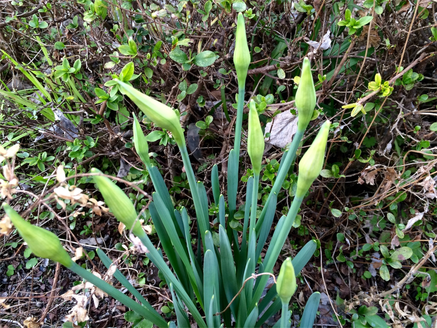 f:id:m-hatch:20160304215111j:image f:id:m-hatch:20160304215111j:image