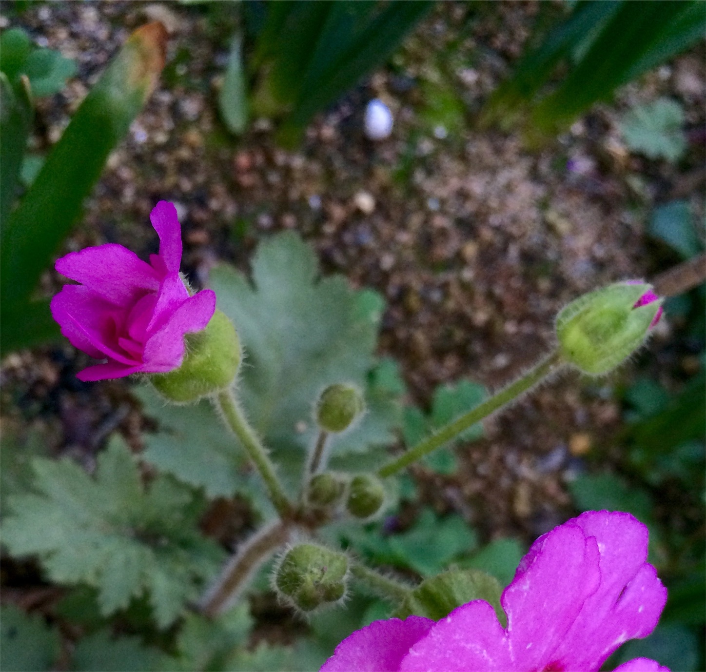f:id:m-hatch:20160304221117j:image f:id:m-hatch:20160304221117j:image