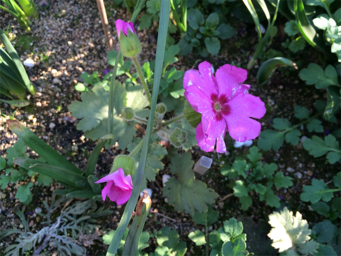f:id:m-hatch:20160305222731j:image f:id:m-hatch:20160305222731j:image