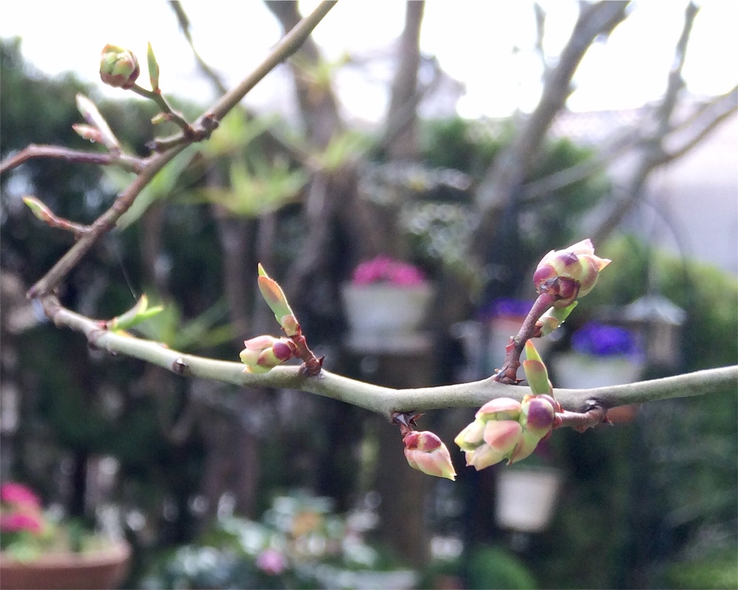 f:id:m-hatch:20160306210321j:image f:id:m-hatch:20160306210321j:image