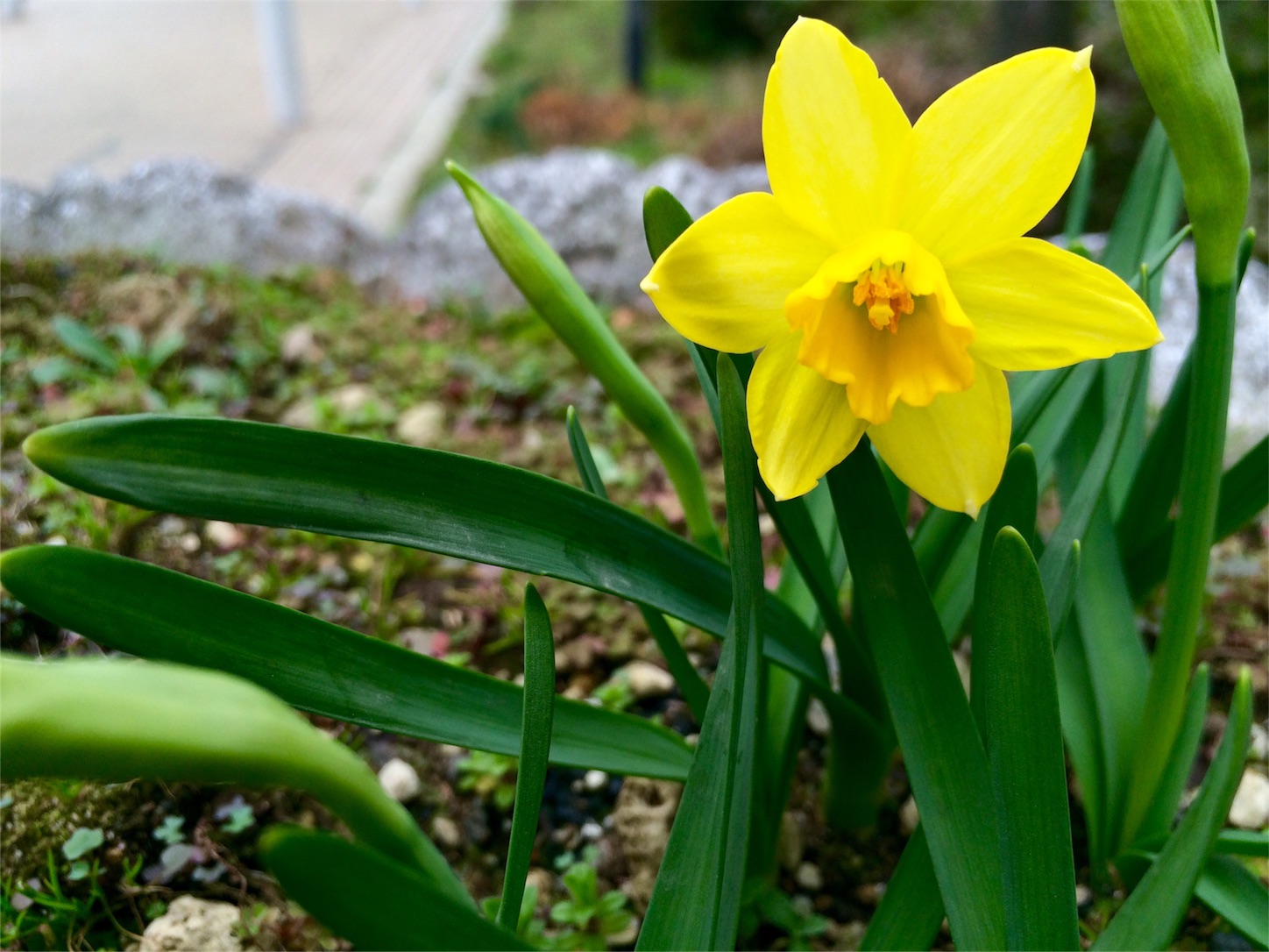 f:id:m-hatch:20160308221033j:image f:id:m-hatch:20160308221033j:image