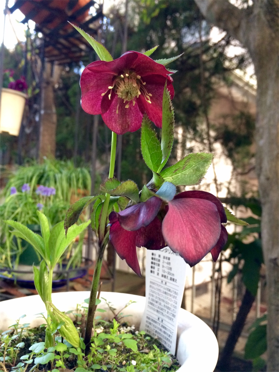 f:id:m-hatch:20160312223735j:image f:id:m-hatch:20160312223735j:image