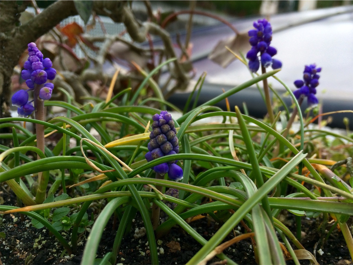 f:id:m-hatch:20160312224208j:image f:id:m-hatch:20160312224208j:image