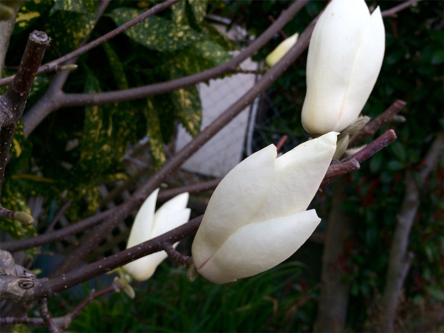 f:id:m-hatch:20160313202755j:image f:id:m-hatch:20160313202755j:image