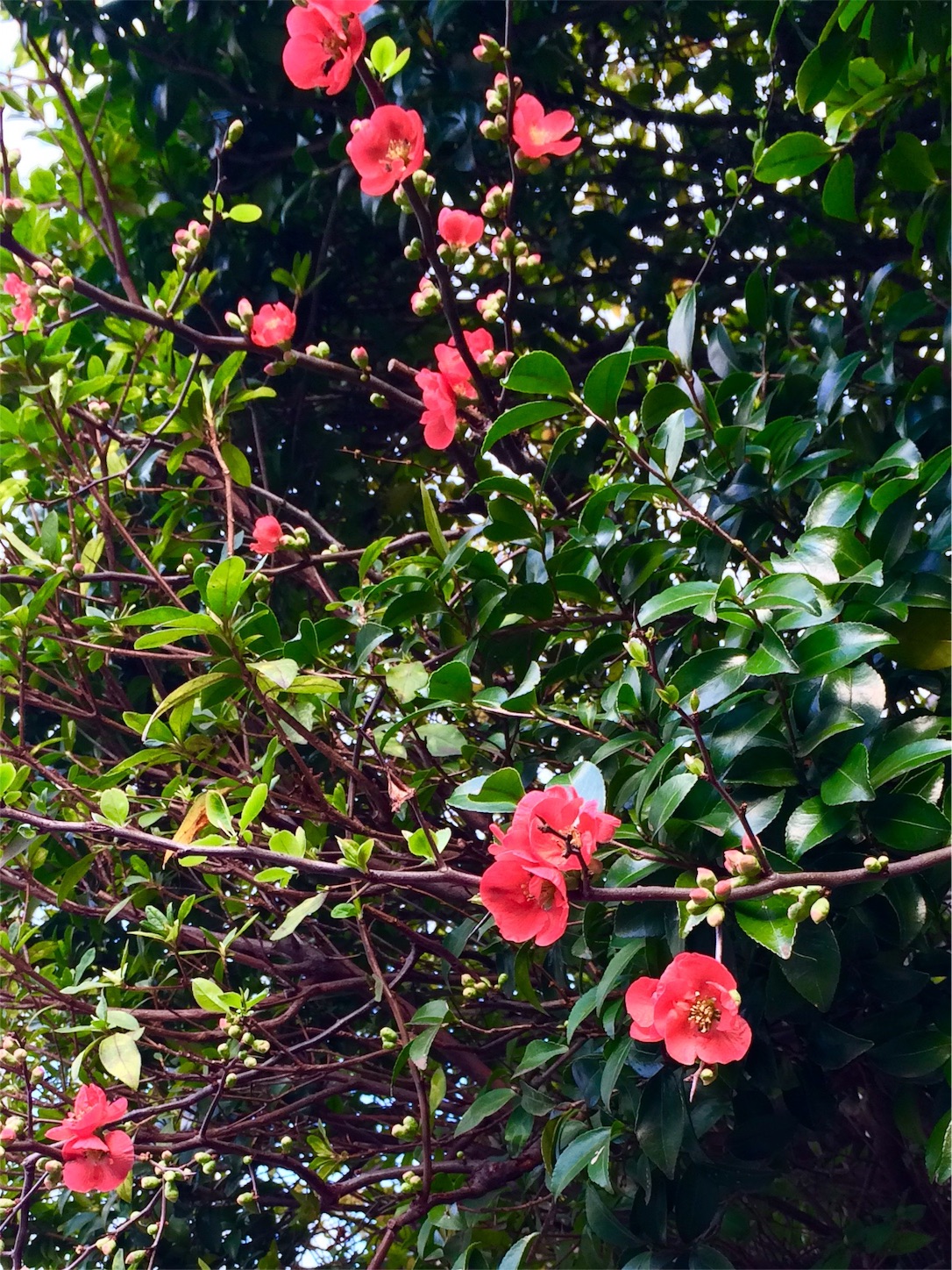 f:id:m-hatch:20160313233202j:image f:id:m-hatch:20160313233202j:image