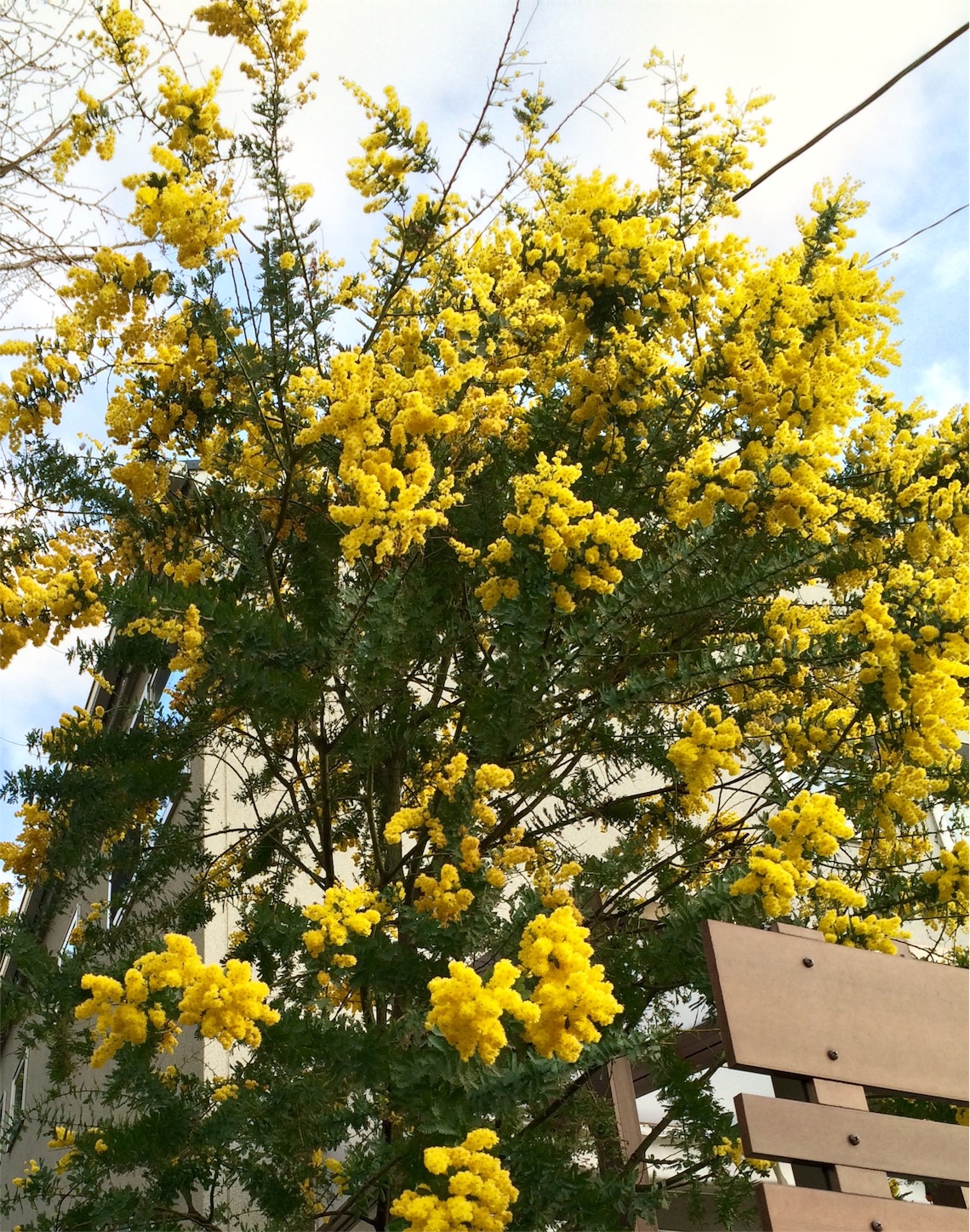 f:id:m-hatch:20160313233455j:image f:id:m-hatch:20160313233455j:image