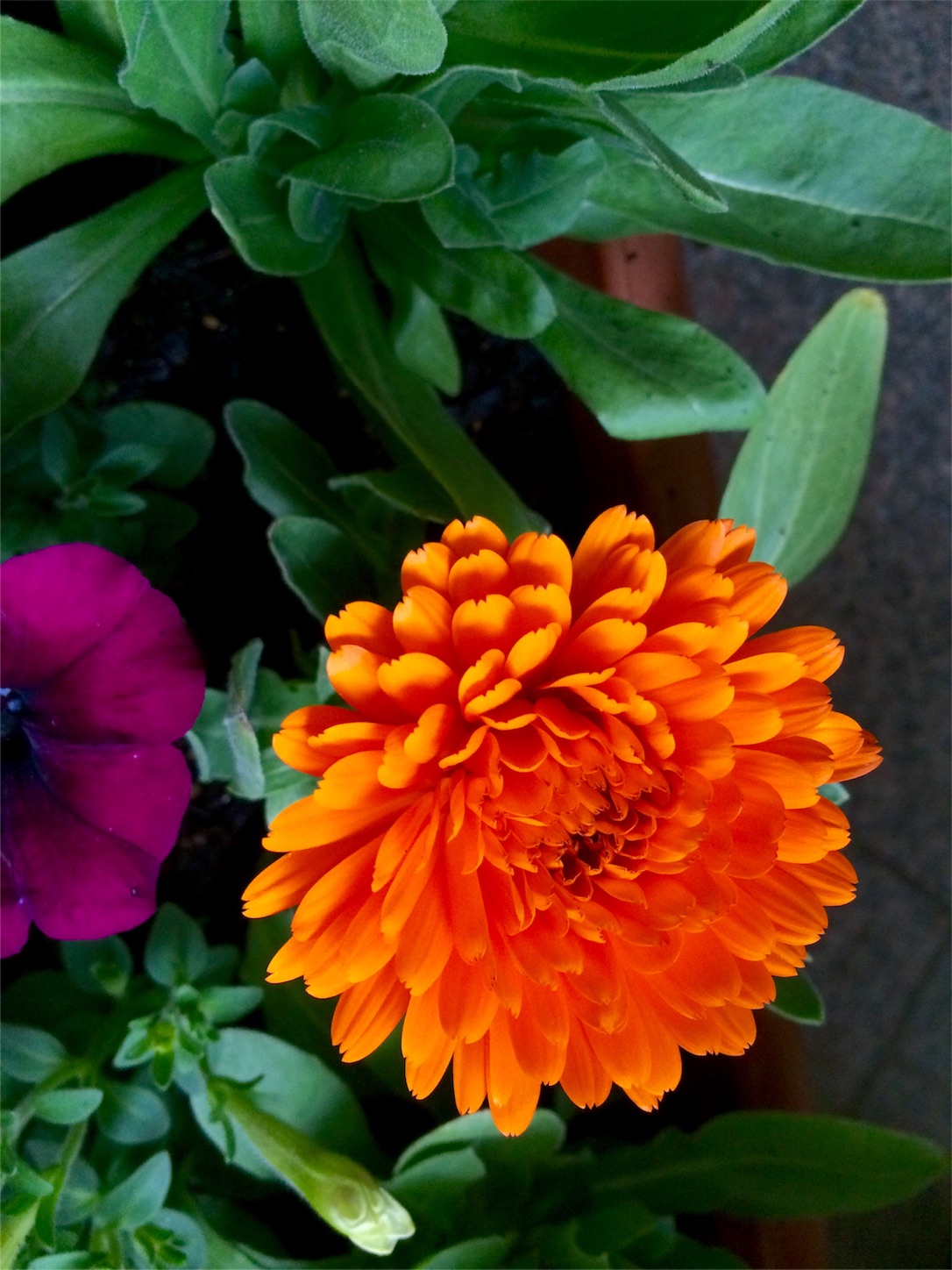 f:id:m-hatch:20160314194657j:image f:id:m-hatch:20160314194657j:image