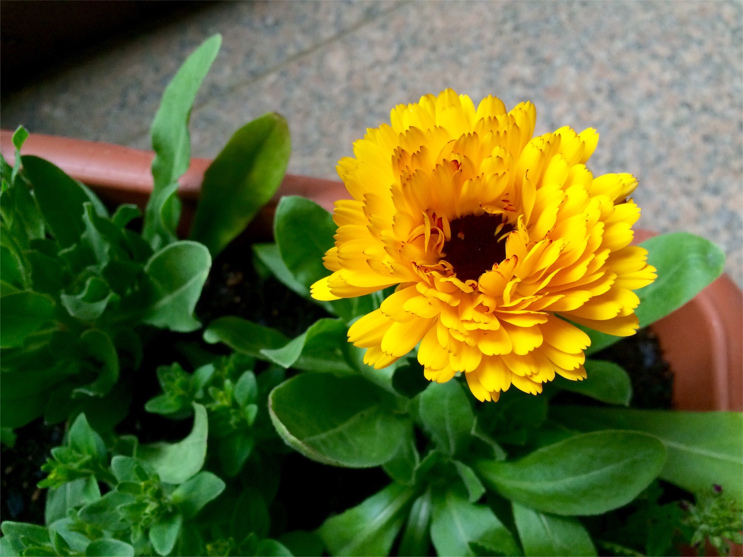 f:id:m-hatch:20160314194713j:image f:id:m-hatch:20160314194713j:image
