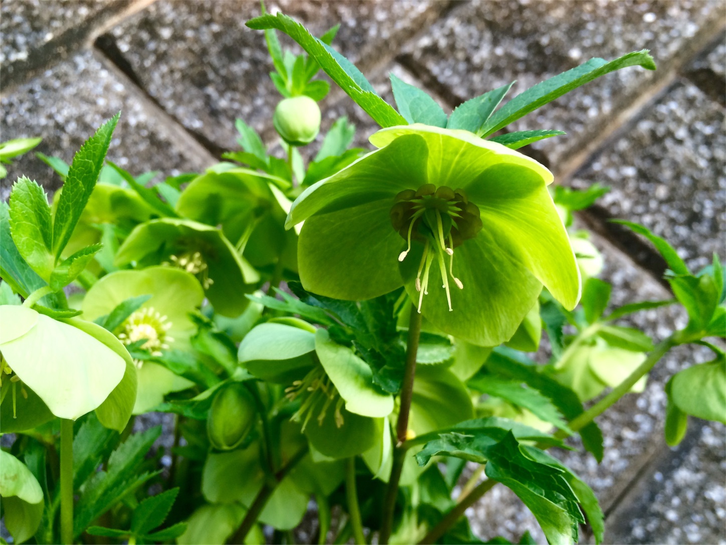f:id:m-hatch:20160317220141j:image f:id:m-hatch:20160317220141j:image