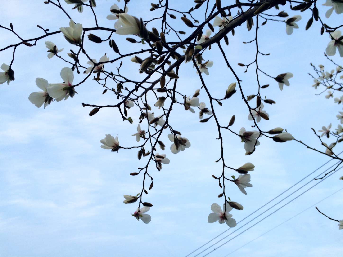 f:id:m-hatch:20160317221548j:image f:id:m-hatch:20160317221548j:image
