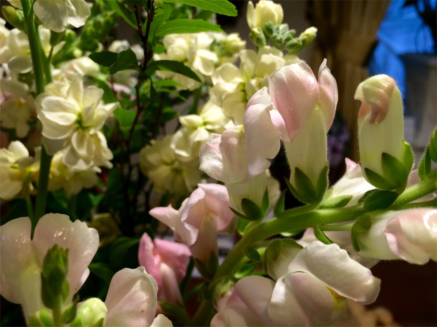 f:id:m-hatch:20160318232536j:image f:id:m-hatch:20160318232536j:image