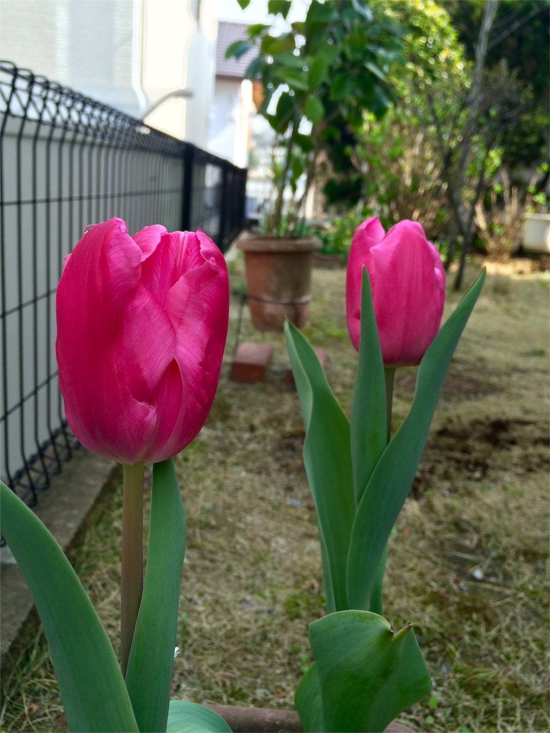 f:id:m-hatch:20160319231812j:image f:id:m-hatch:20160319231812j:image