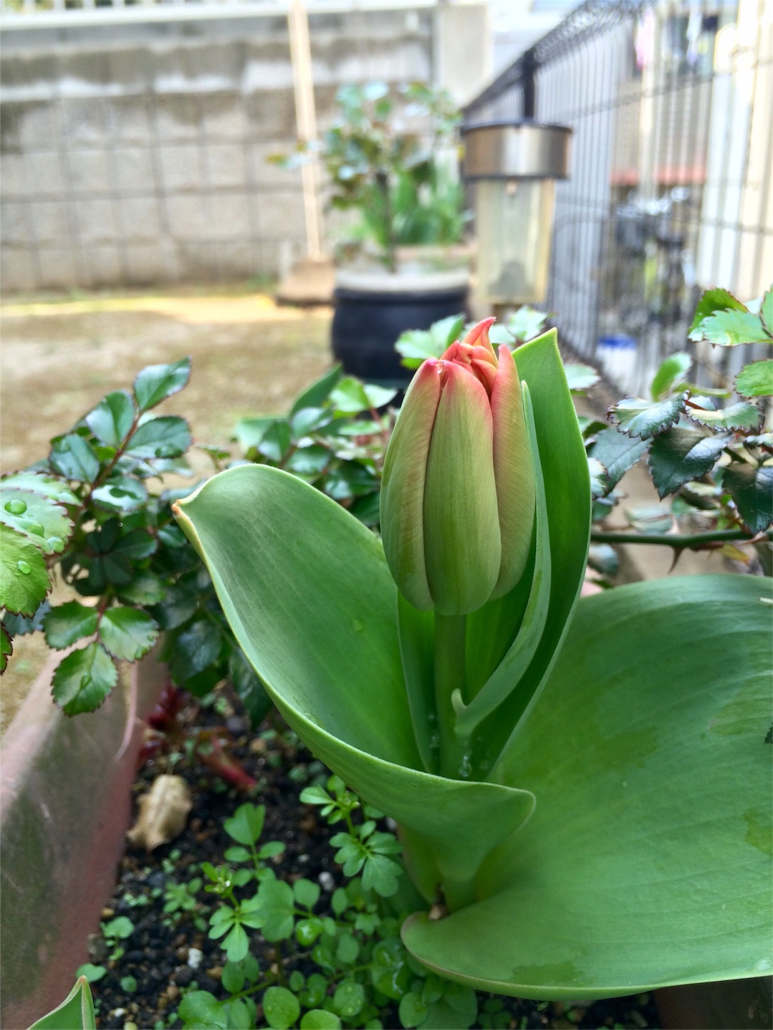 f:id:m-hatch:20160319231903j:image f:id:m-hatch:20160319231903j:image