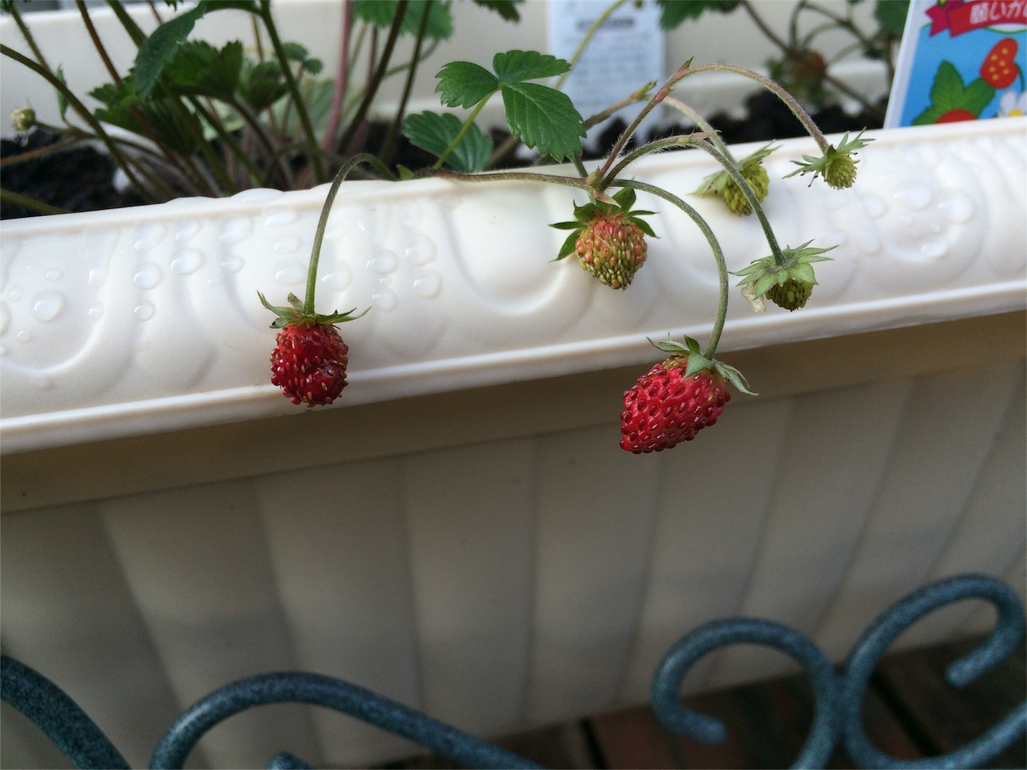f:id:m-hatch:20160320002342j:image f:id:m-hatch:20160320002342j:image