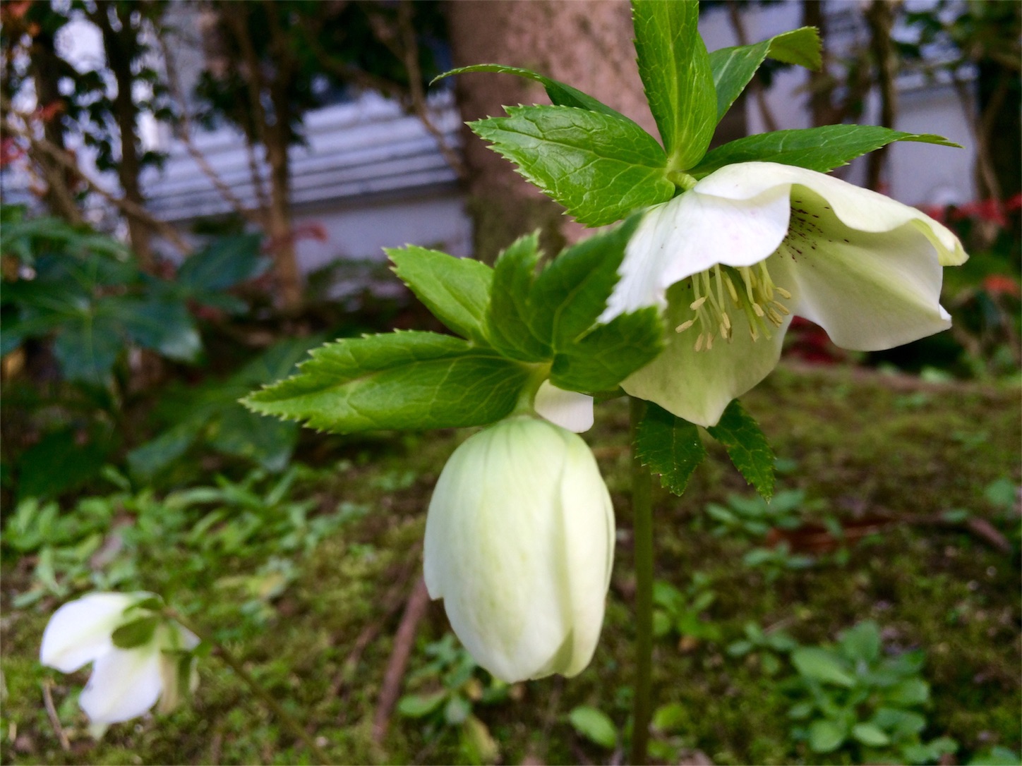 f:id:m-hatch:20160321224532j:image f:id:m-hatch:20160321224532j:image
