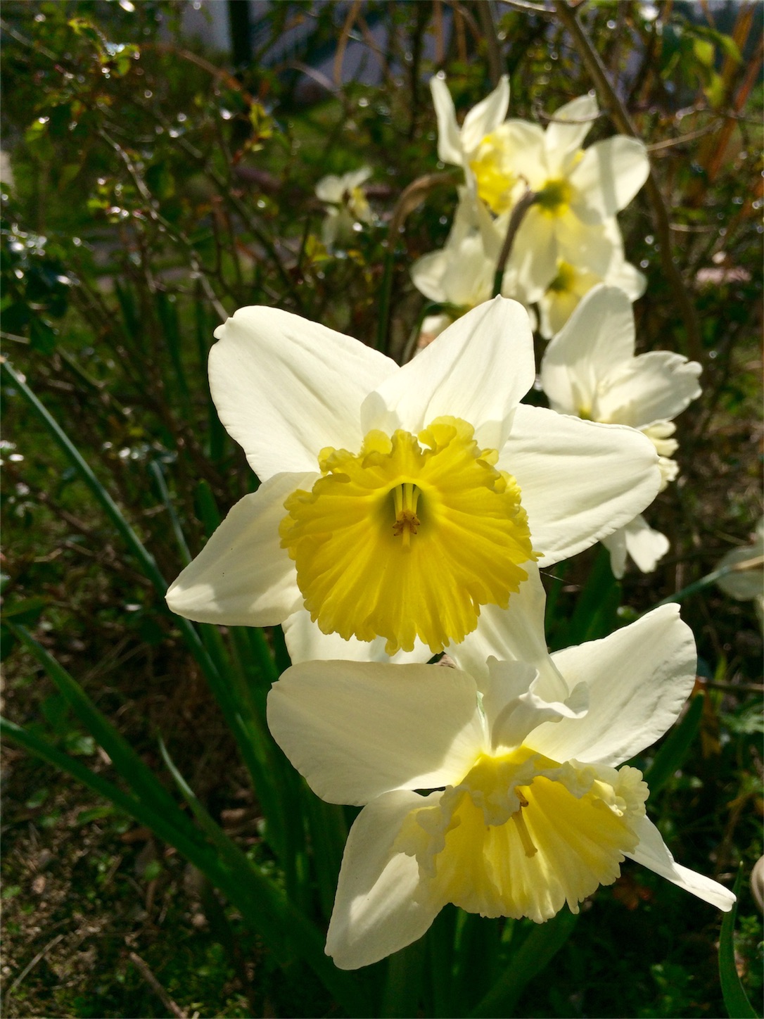 f:id:m-hatch:20160322211938j:image f:id:m-hatch:20160322211938j:image