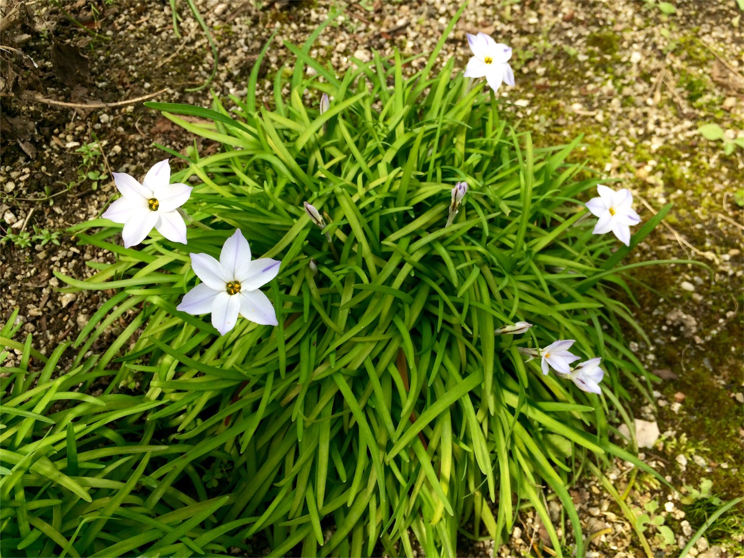f:id:m-hatch:20160323231003j:image f:id:m-hatch:20160323231003j:image