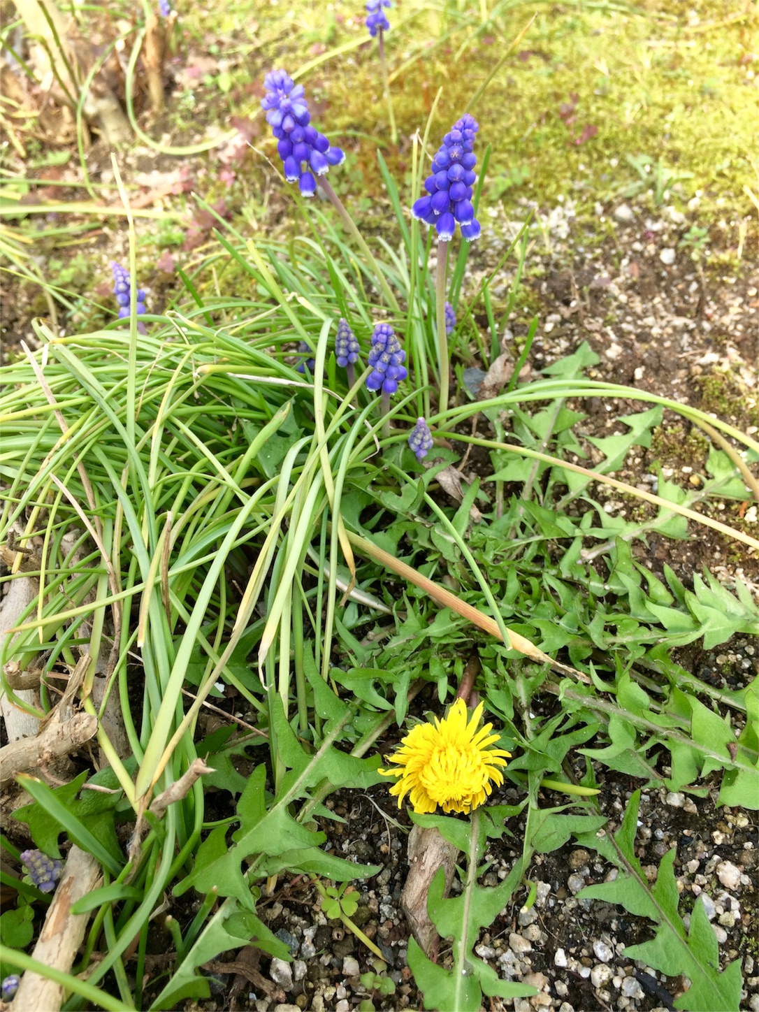 f:id:m-hatch:20160323231058j:image f:id:m-hatch:20160323231058j:image