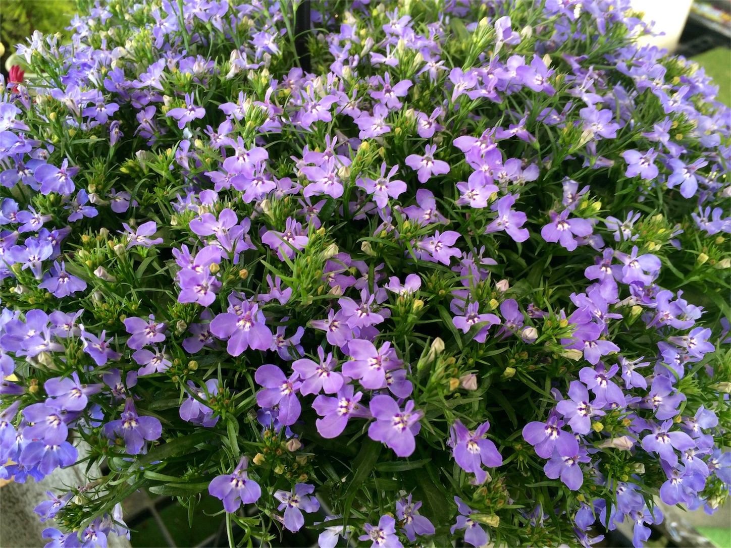 f:id:m-hatch:20160325220148j:image f:id:m-hatch:20160325220148j:image
