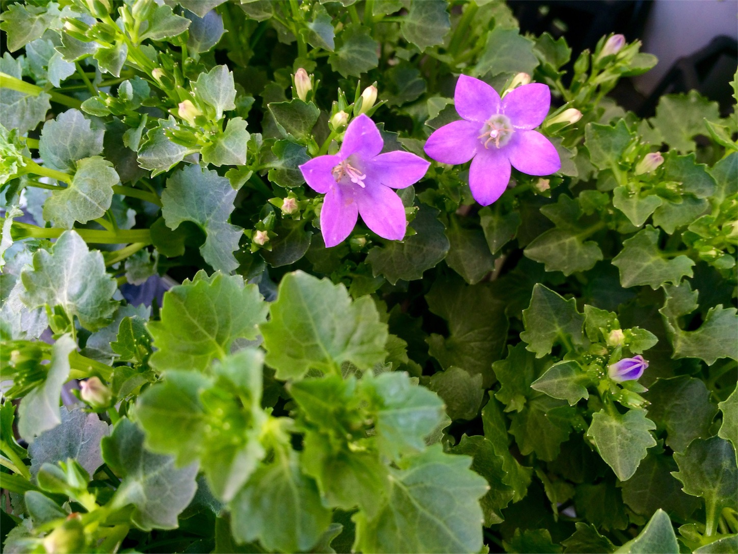 f:id:m-hatch:20160325220220j:image f:id:m-hatch:20160325220220j:image