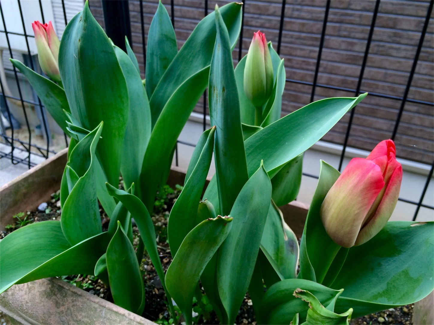 f:id:m-hatch:20160325232720j:image f:id:m-hatch:20160325232720j:image