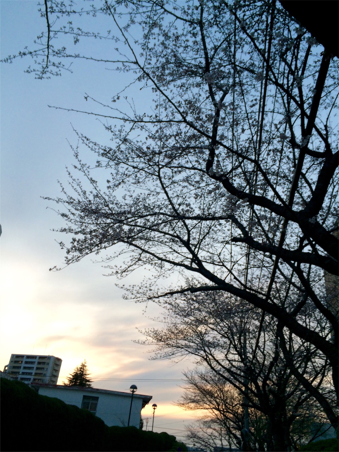 f:id:m-hatch:20160326001154j:image f:id:m-hatch:20160326001154j:image