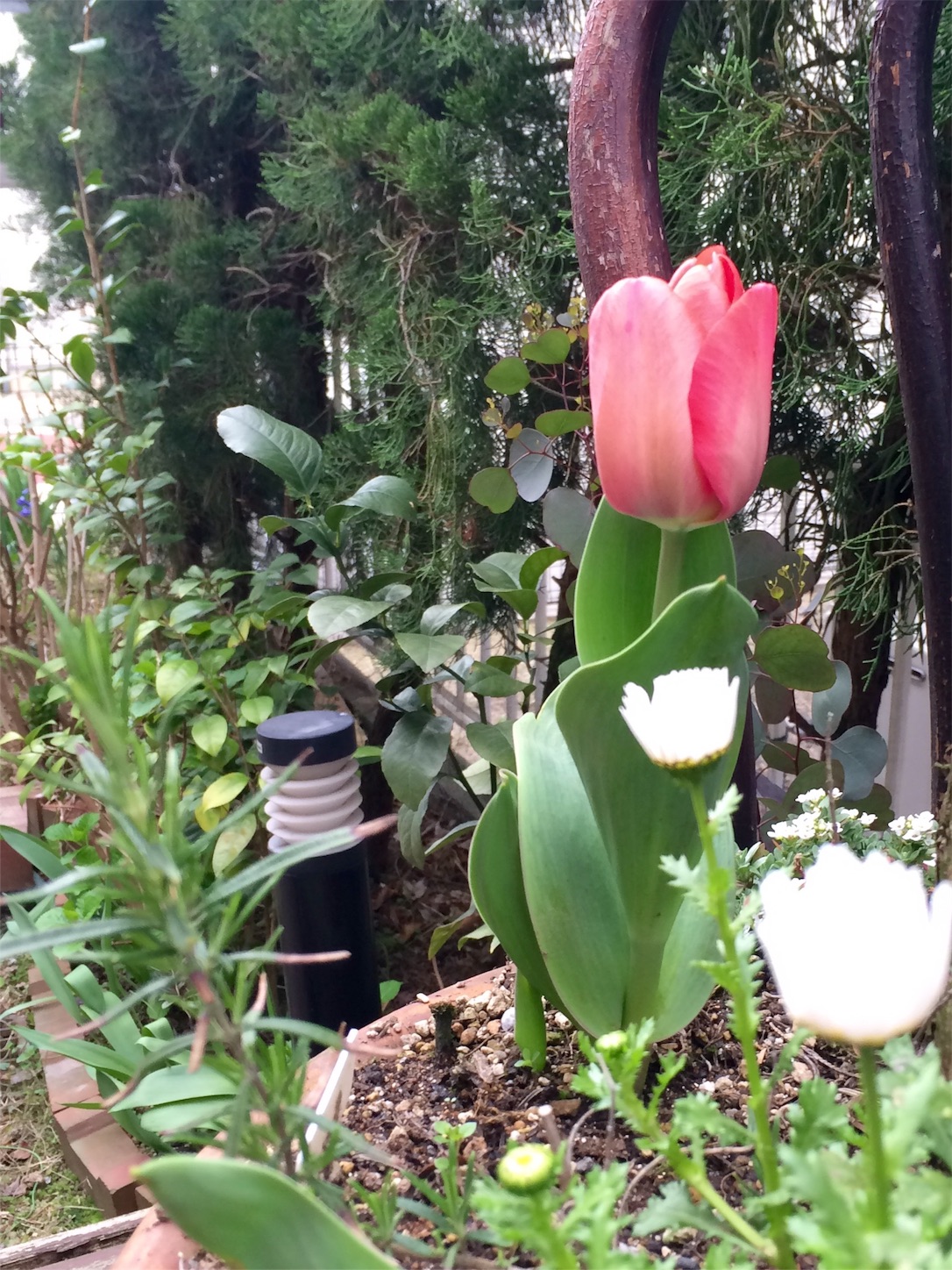 f:id:m-hatch:20160326002001j:image f:id:m-hatch:20160326002001j:image