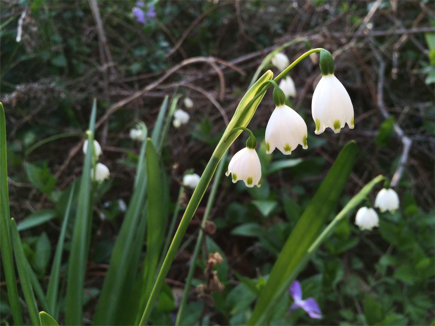 f:id:m-hatch:20160327234447j:image f:id:m-hatch:20160327234447j:image