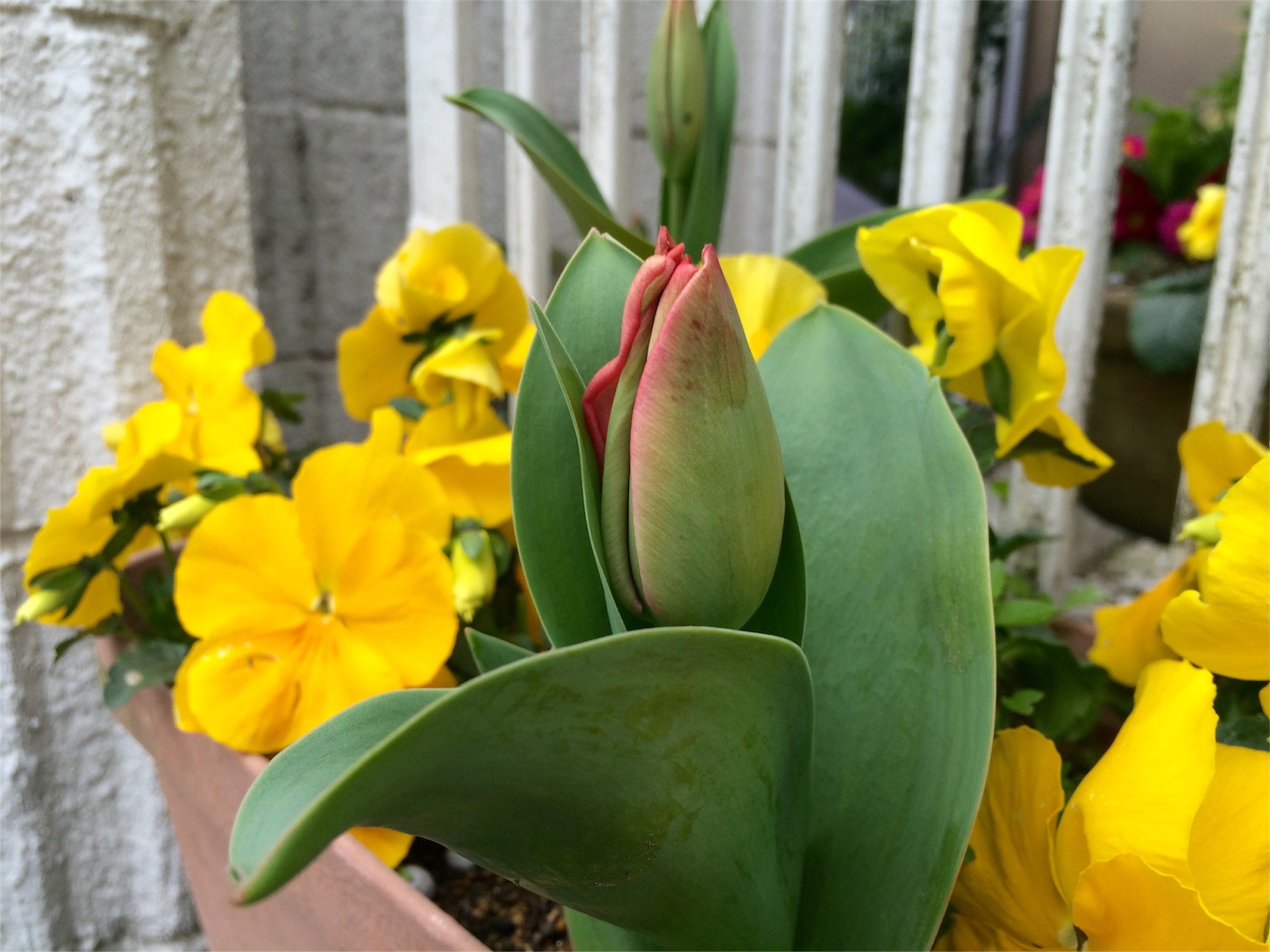 f:id:m-hatch:20160328215657j:image f:id:m-hatch:20160328215657j:image