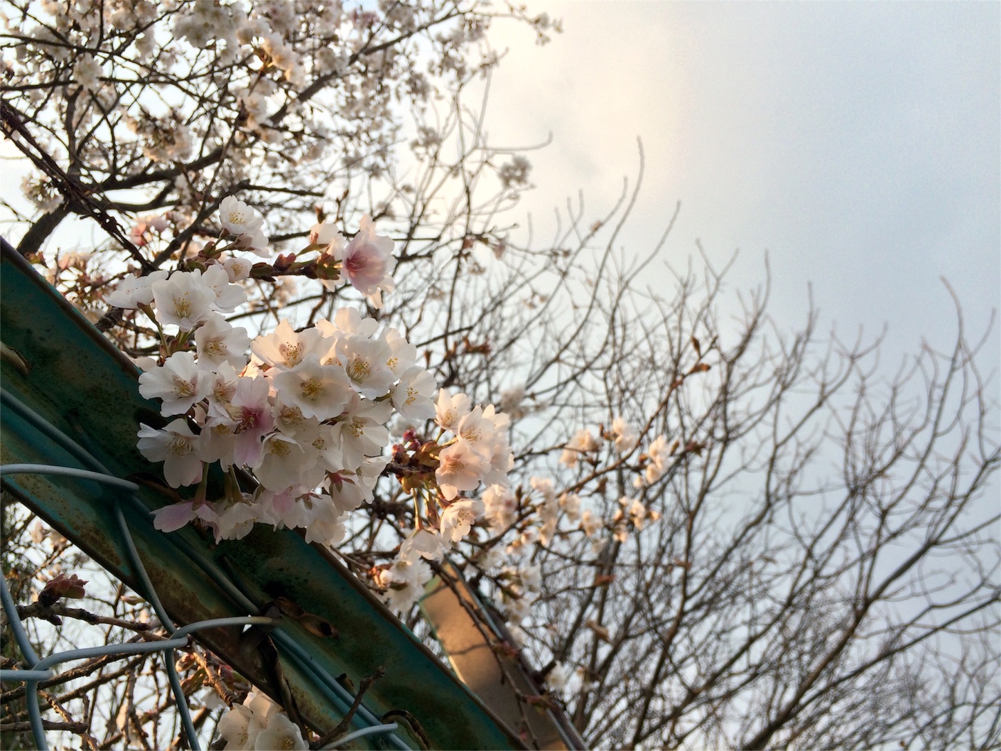 f:id:m-hatch:20160328223749j:image f:id:m-hatch:20160328223749j:image