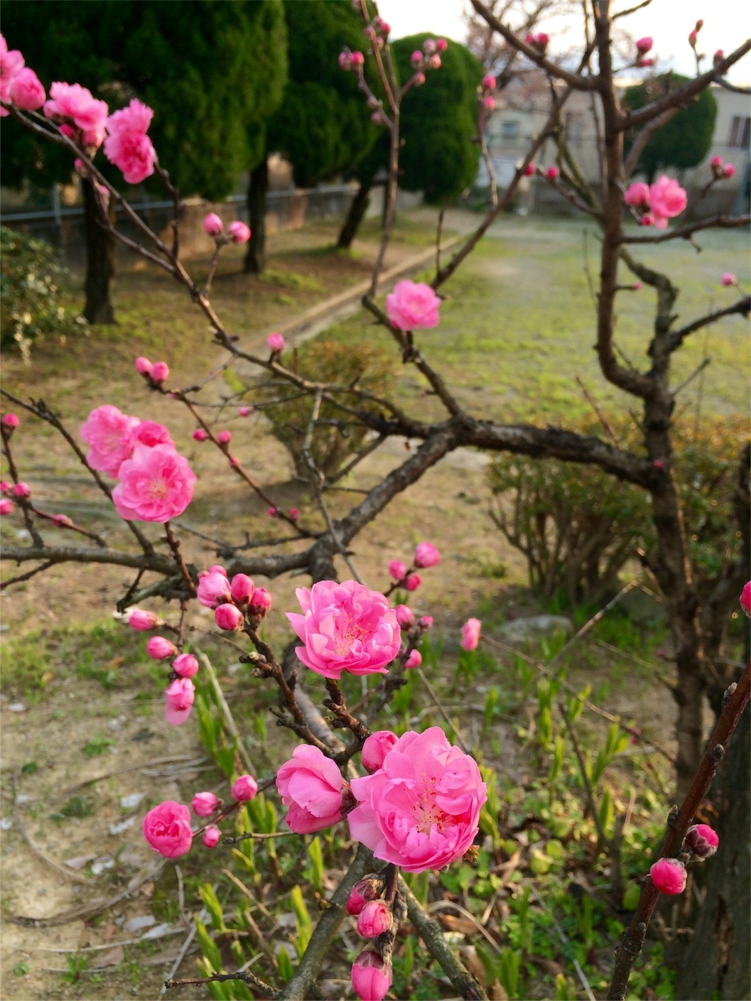 f:id:m-hatch:20160328224841j:image f:id:m-hatch:20160328224841j:image