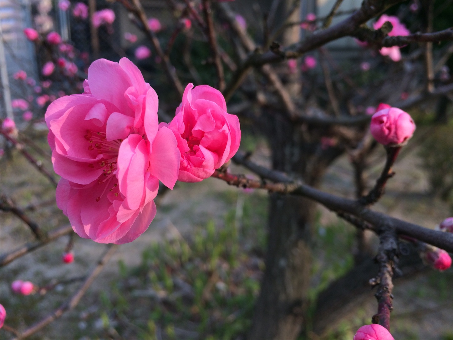 f:id:m-hatch:20160328224910j:image f:id:m-hatch:20160328224910j:image