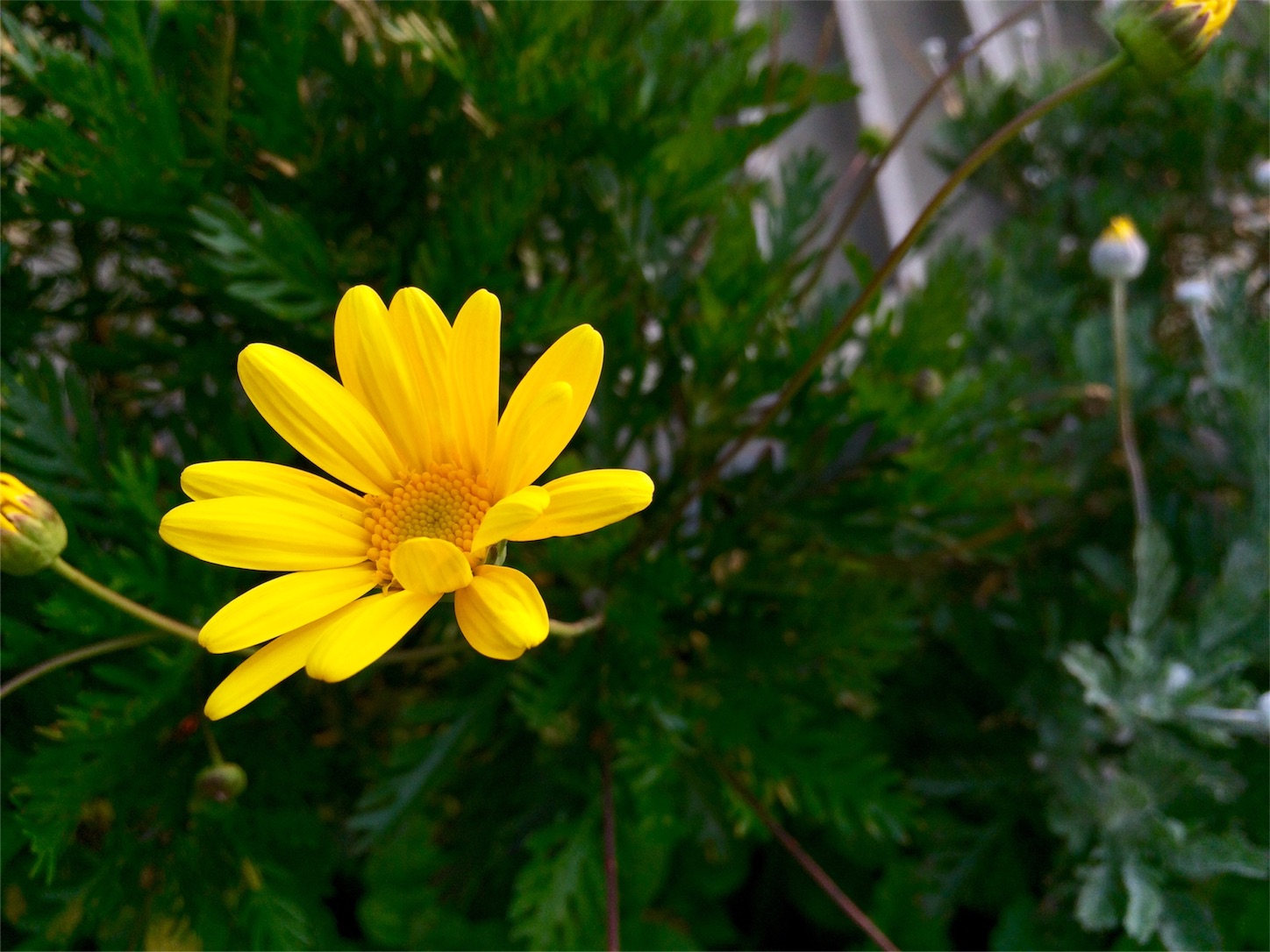 f:id:m-hatch:20160328224945j:image f:id:m-hatch:20160328224945j:image