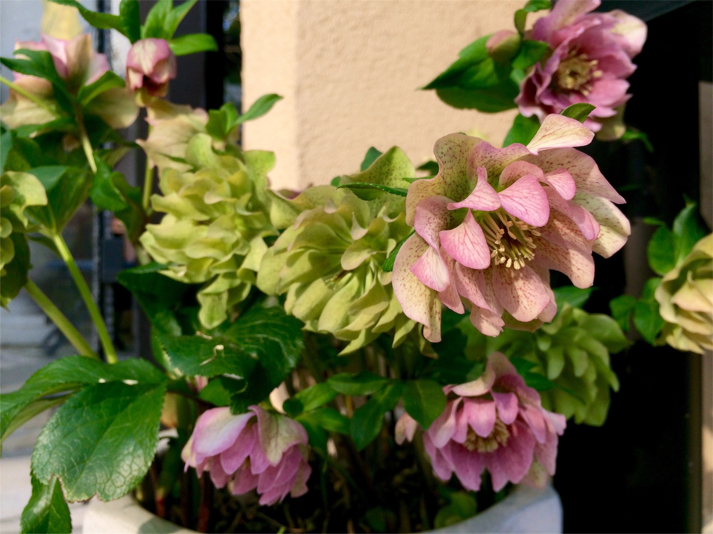 f:id:m-hatch:20160329221850j:image f:id:m-hatch:20160329221850j:image